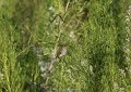 Field Sparrow